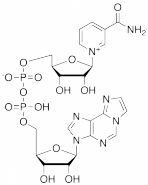 Nicotinamide 1,N6-EthenoadenineDinucleotide